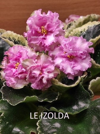 220. LE IZOLDA